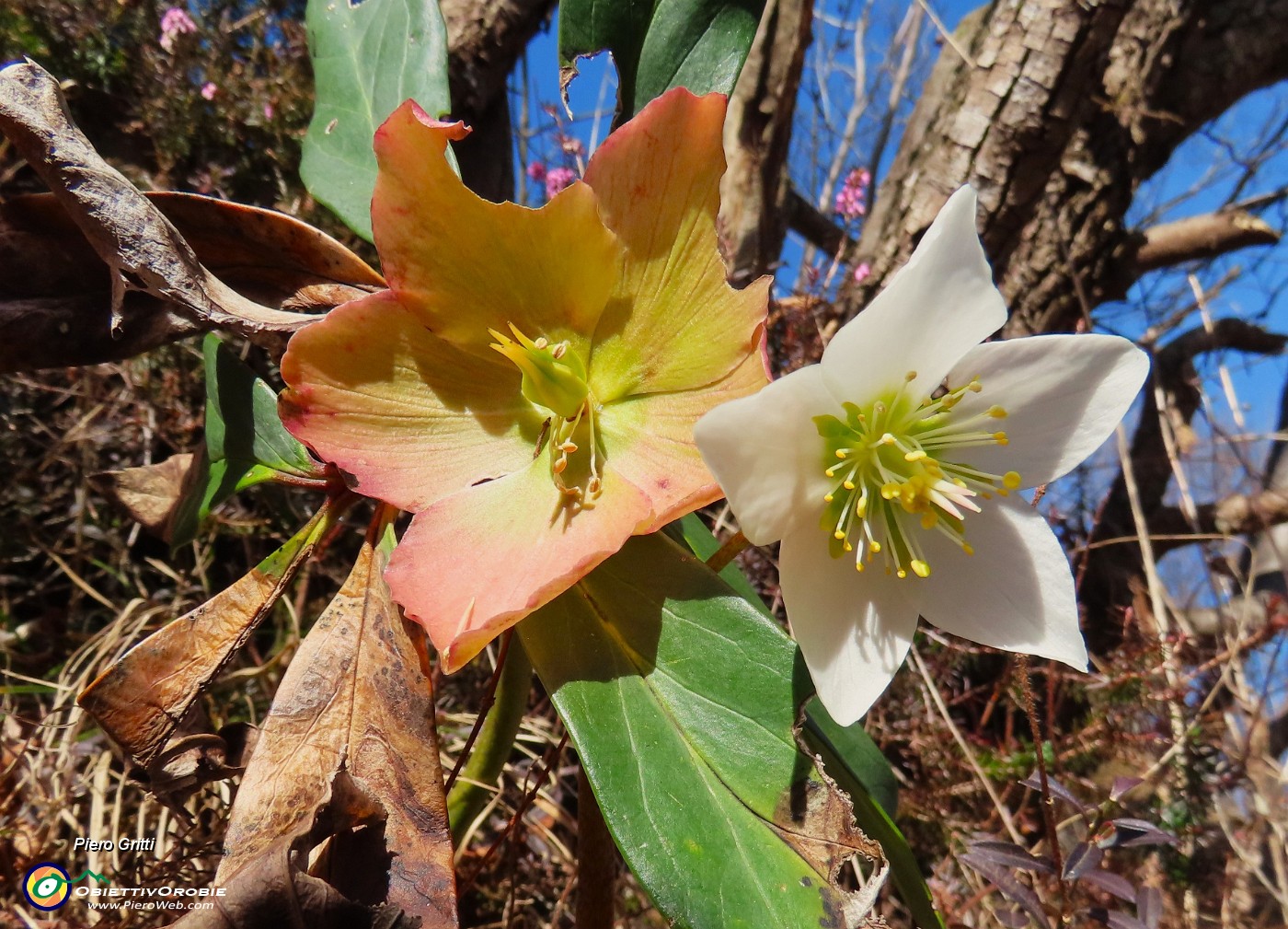 15 Ellebori in fiore.JPG